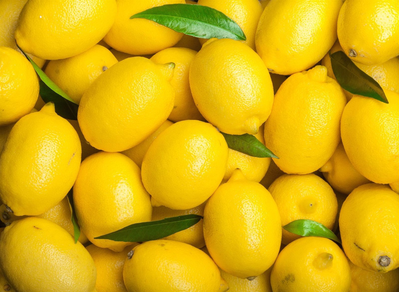 Limoni freschi con le foglie